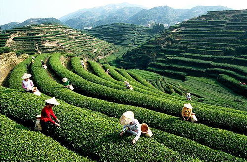 辭高薪返鄉(xiāng)，匠心守護傳統(tǒng) 一位工程碩士的鐵觀音純凈之路
