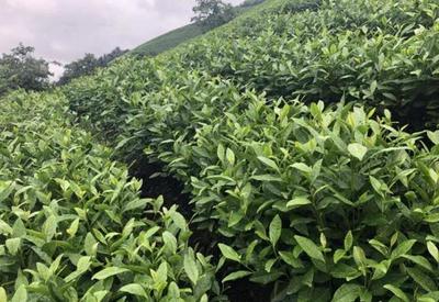 茶園土壤的覆蓋與灌溉技術 提升茶葉品質與產(chǎn)量的關鍵